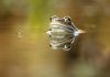 Climate change responsible for severe infectious disease in UK frogs