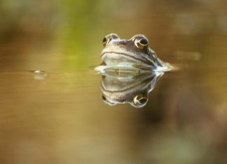 Climate change responsible for severe infectious disease in UK frogs