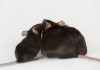 High Fat Diet Weighs on Brain, Tilts Obese toward Depression