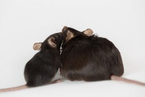 High Fat Diet Weighs on Brain, Tilts Obese toward Depression