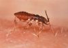 UGR scientists break new ground in Chagas disease research