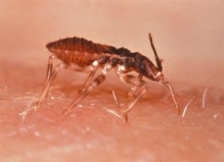 UGR scientists break new ground in Chagas disease research