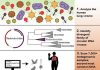 Virus Hunters Stalk Through Genome and ID New Disease Associated Viral Family