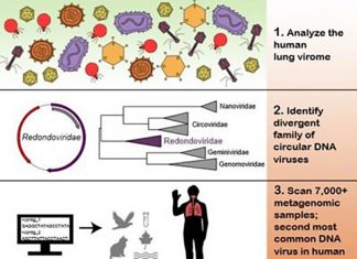 Virus Hunters Stalk Through Genome and ID New Disease Associated Viral Family