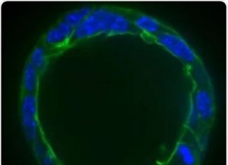 3D organoid culture vital for segregating chromosomes