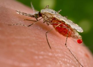 Controlling deadly malaria without chemicals