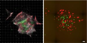 DNA Microscopy Spatially Maps DNA and Other Biomolecules in Cells and Tissues