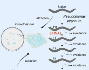 Epigenetic Changes To Germline Convey Learned Danger Avoidance Behavior to Worm Offspring