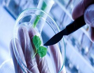 Global Agricultural Biotechnology Market Report 2019 Companies included BASF, Bayer CropScience, Certis USA, Dow AgroSciences and Others – industryreports24.com