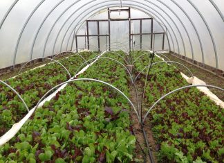 High tunnels for specialty crops: The hope and the hinderance