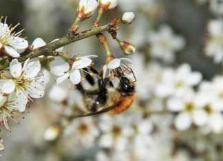 Honeybee mite raises bumblebee virus risk