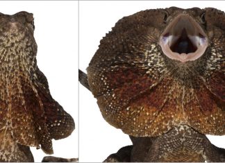 How the dragon got its frill