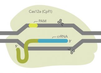 IDT releases new ultra-high performance CRISPR Cas12a enzyme