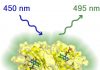 Move Over GFP, There’s Something Brighter!