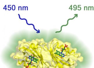 Move Over GFP, There’s Something Brighter!
