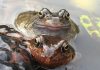 Skin bacteria could save frogs from virus