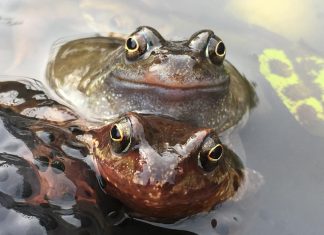 Skin bacteria could save frogs from virus