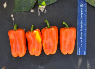 Snack peppers find acceptance with reduced seed count