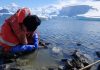 The complex fate of Antarctic species in the face of a changing climate