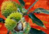 The GE American Chestnut: Restoration of a Beloved Species or Trojan Horse for Tree Biotechnology? – CounterPunch