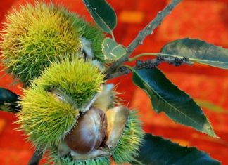 The GE American Chestnut: Restoration of a Beloved Species or Trojan Horse for Tree Biotechnology? – CounterPunch