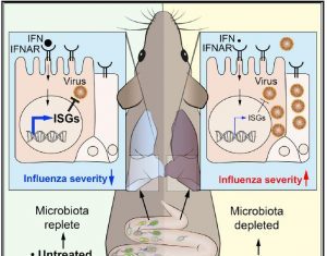 Antibiotics Damage Microbiome-Supported Antiviral Defense Mechanisms in Lung