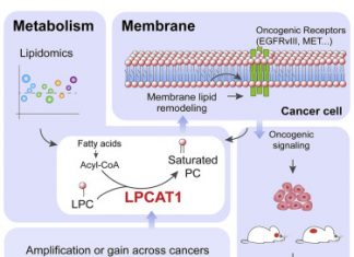 Critical Cancer Growth and Remodeling Enzyme Identified