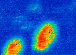 First observation of native ferroelectric metal