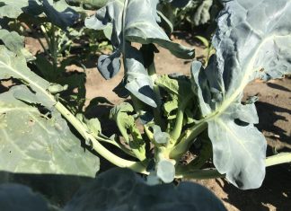 Garlic on broccoli: A smelly approach to repel a major pest