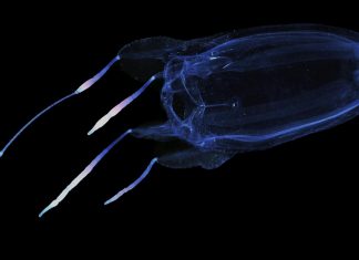 Genomic warning flag just in time for beach season: Jellyfish toxins