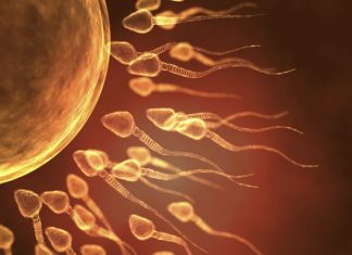 Healthy mice pups can be produced from sperm without short RNA chains