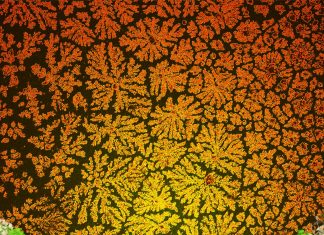 New technique could help engineer polluted water filter, human tissues