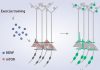 Researchers elucidate mechanism between exercise and improved motor learning