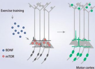 Researchers elucidate mechanism between exercise and improved motor learning