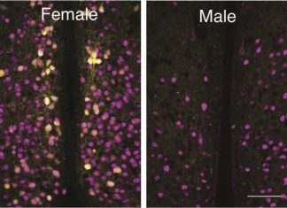 Scientists find clue to ‘maternal instinct’