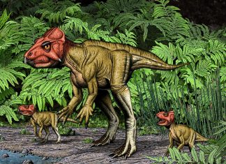 Small horned dinosaur from China, a Triceratops relative, walked on two feet