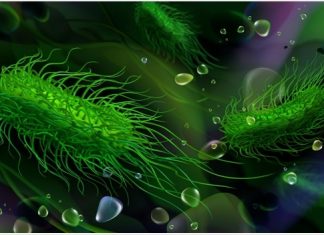 Whole-genome sequencing could transform salmonella detection