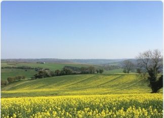 Biological clocks in plants regulate the effectiveness of widely-used herbicide