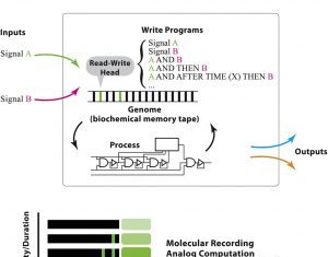 CRISPR Base Editing Gives Live Cell Computation an Upgrade