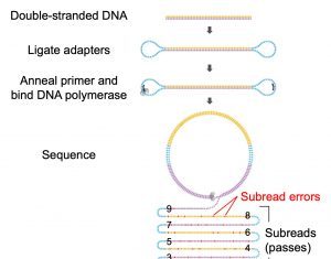 DNA Sequencing Accuracy Comes a Long Way