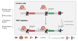 Genomic Butterfly Effect Starts in Telomeres, Spreads to Influence Cell Fate