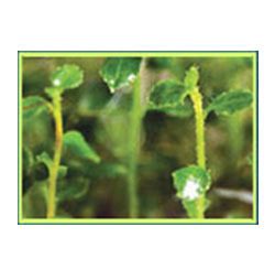 Global Plant Biotechnology Services Market 2019 – Thermo Fisher Scientific Inc., Agilent Technologies – World Industry Reports