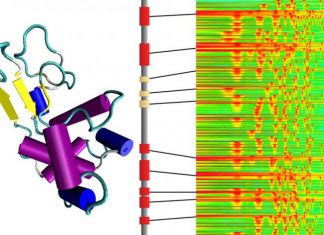 Let There Be Sound: Turning Amino Acids into Tunes to Better Study Protein Structure