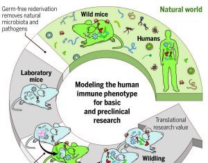 Microbiomes of Lab Mice Take a Walk on the Wild Side