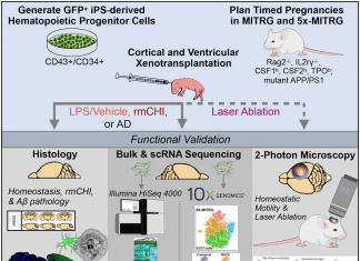 Novel Chimeric Rodent Model Yields Vital Information about Alzheimer’s
