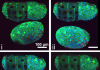 Organ-on-e-chip Biosensor Shrink Wraps Heart Cells