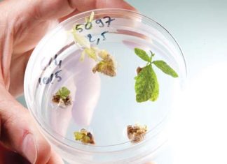 Viewpoint: From GMO crops to vaccines, biotechnology makes ‘our lives easier’ – Genetic Literacy Project