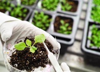 Agricultural Biotechnology: Emerging Technologies and Global Markets – Innovative Reports