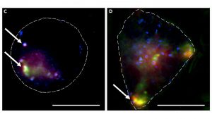 Anticancer siRNAs Delivered to Cells Using MOF Nanoparticles