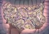 Catalog of Human Gut Bacteria Expected to Advance Microbiome Research